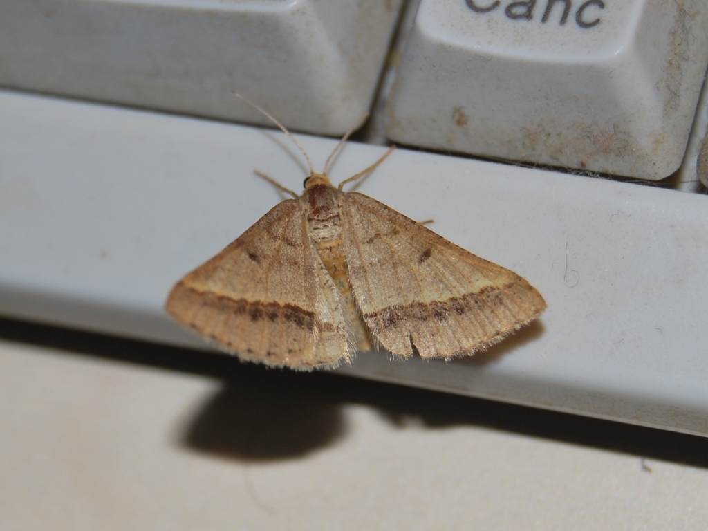 Geometridae da id